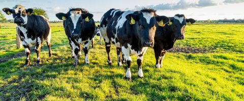 Harde coronamaatregelen weer dichtbij – DSM introduceert veevoer dat uitstoot terugdringt
