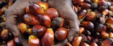 Investeren in Nederlands patent voor duurzamer productieproces van palmolie