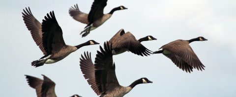 4 redenen om medewerkers te belonen met aandelen