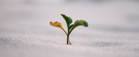 ‘Geen groei zonder goede strategie’