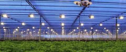 Geen arbeidsmigranten, maar robots doen het werk in deze kassen