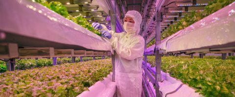 Studio Scaleup: breekt vertical farming eindelijk door? – Nederland telt te weinig angel investors